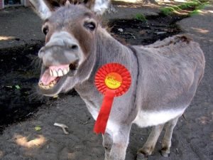 Donkey-Labour-rosette labour donkey