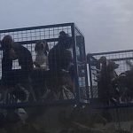 Footage-captures-one-of-the-overcrowded-crates