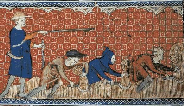 serfs harvesting wheat with reaping hooks